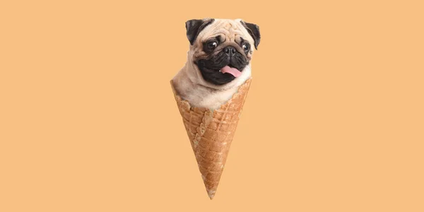 Funny Pug Dog Wafer Cone Color Background — Stock Photo, Image