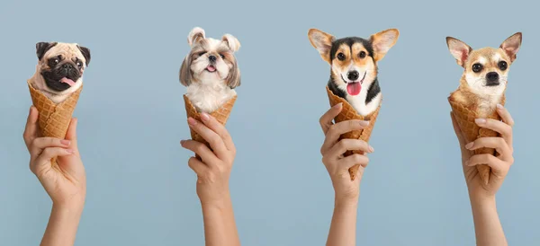Hands Holding Funny Dogs Wafer Cones Grey Background — Stock Photo, Image