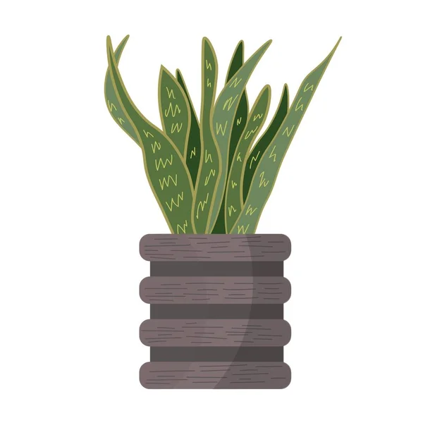 Pot Beautiful Sansevieria Plant White Background — Stock Vector