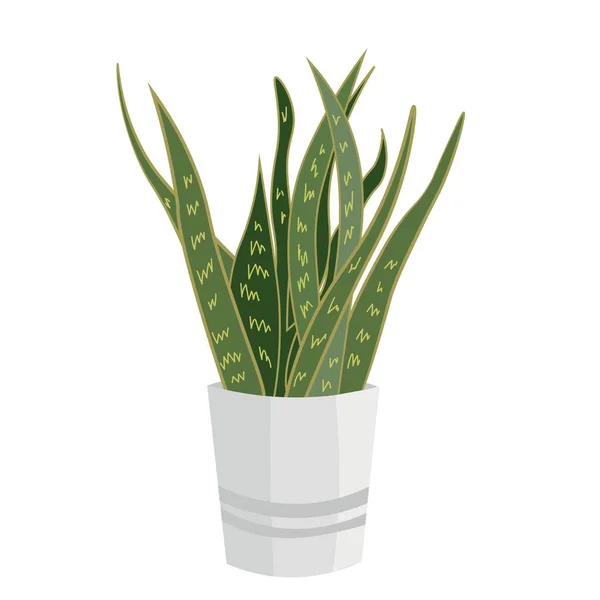 白い背景にポットの美しいサンセベリア植物 — ストックベクタ