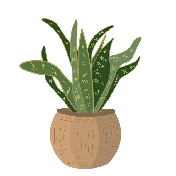 Beautiful Sansevieria Plant White Background — Archivo Imágenes Vectoriales