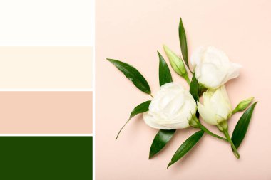 Güzel Eustoma çiçekleri ve pembe arka planda yeşil yapraklar. Farklı renk desenleri