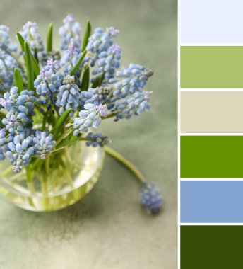 Yeşil arka planda güzel Muscari çiçekleri olan vazo, yakın plan. Farklı renk desenleri