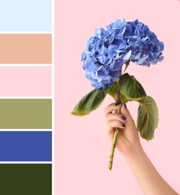 Pembe arka planda güzel mavi ortanca çiçekleri olan kadın eli. Farklı renk desenleri