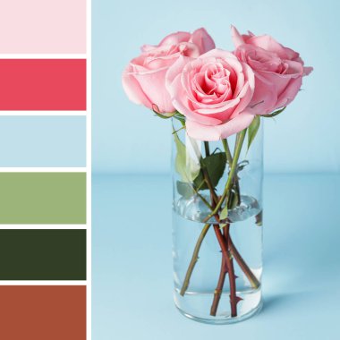 Açık mavi arkaplanda vazoda güzel pembe güller. Farklı renk desenleri