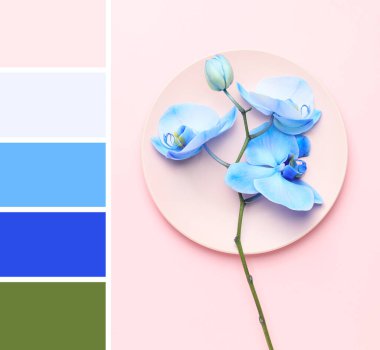 Güzel mavi orkide çiçekleri ve açık pembe arka planda bir tabak. Farklı renk desenleri