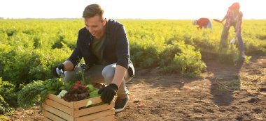 Erkek çiftçi tarlada taze sebze topluyor.