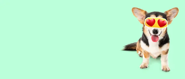 Cute Corgi Pies Serca Zamiast Oczu Zielonym Tle Miejsca Tekst — Zdjęcie stockowe