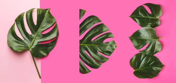 Set Green Tropical Monstera Leaves Pink Background — Stock Photo, Image