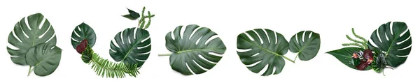 白い背景に緑の熱帯モンスターの葉のセット — ストック写真