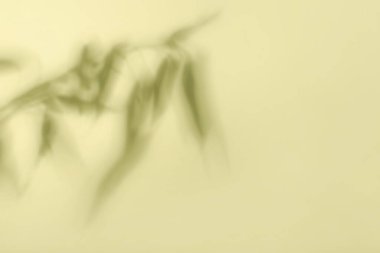 Açık renk arkaplanda tropik yaprakların gölgesi