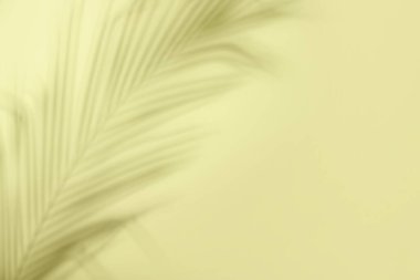 Açık renk arkaplanda tropikal palmiye yaprağının gölgesi