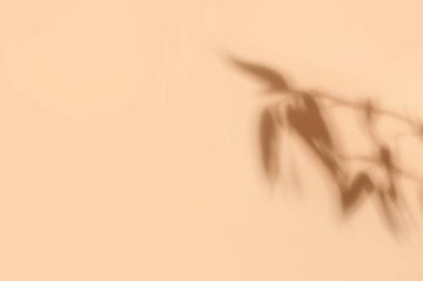 Açık renk arkaplanda bambu yapraklarının gölgesi