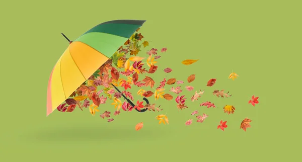 Rainbow Umbrella Autumn Leaves Green Background — Zdjęcie stockowe