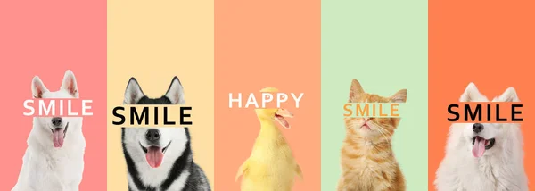Collage Cute Happy Animals Colorful Background — Photo
