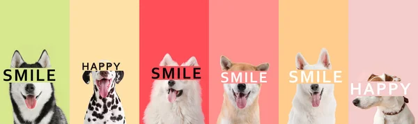 Collage of cute happy dogs on colorful background