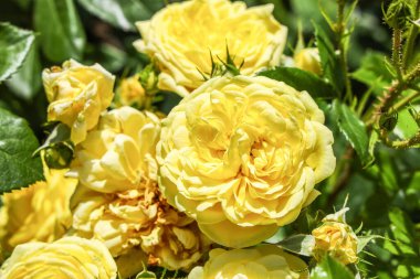 Bahçede güzel sarı gülleri olan bir dal, yakın plan.