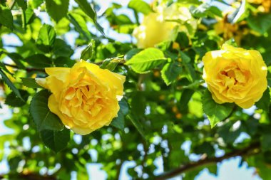 Bahçesinde güzel sarı gül çiçekleri olan çalılar