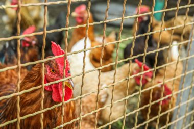 Çiftlik bahçesindeki kafeste evcil tavuklar