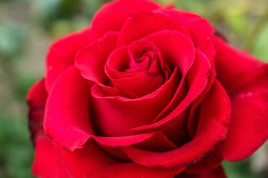 Bahçede açan güzel kırmızı gül çiçeğinin yakın görüntüsü