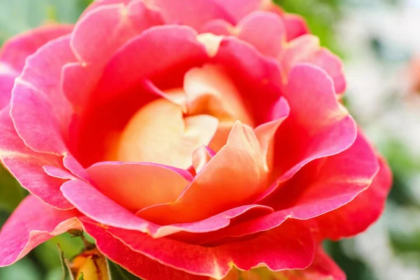 Closeup View Beautiful Blooming Rose Bud — Stock Photo, Image