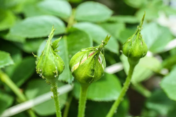 Ανοιγμένα Μπουμπούκια Τριαντάφυλλου Στον Κήπο Κοντινό Πλάνο — Φωτογραφία Αρχείου