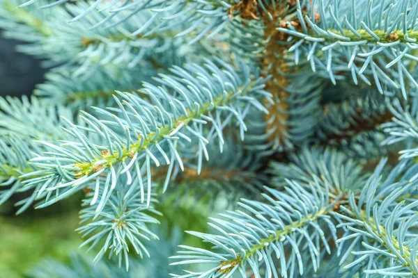 Closeup View Blue Spruce Branches — Photo