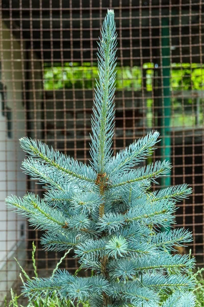 Beautiful Blue Spruce Outdoors Closeup — Stockfoto