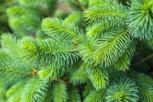 Closeup View Pine Tree Branches —  Fotos de Stock