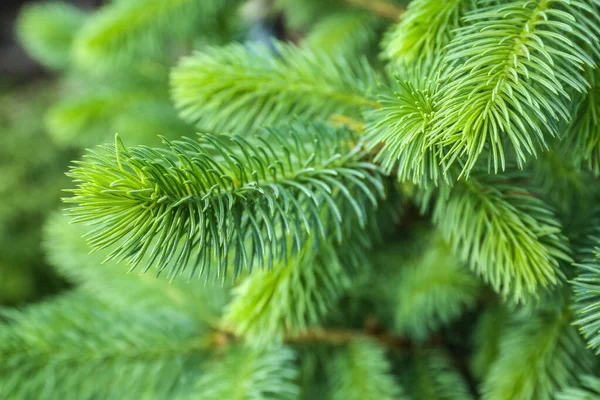 Closeup View Pine Tree Branches —  Fotos de Stock