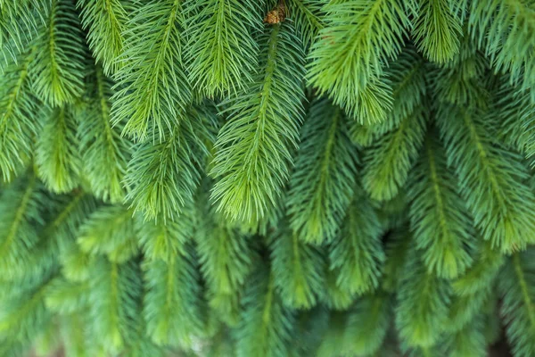 Closeup View Pine Tree Branches — Photo