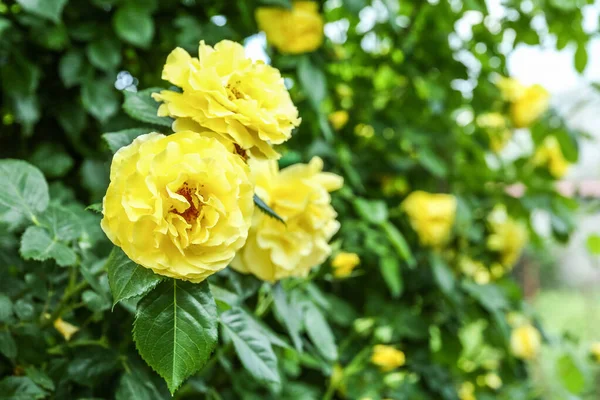 Lush Blooming Rose Flowers Garden — Stock Photo, Image