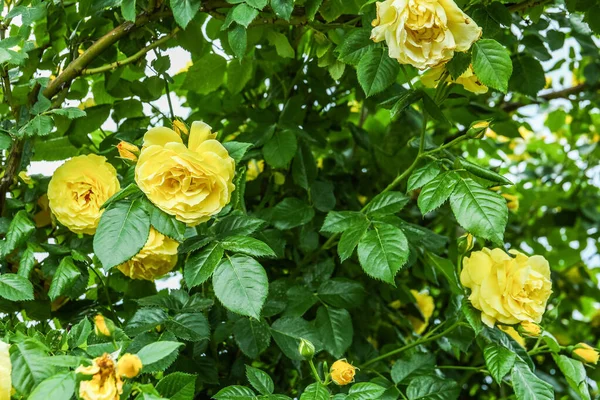Lush Bush Blooming Roses Outdoors — Stock Photo, Image