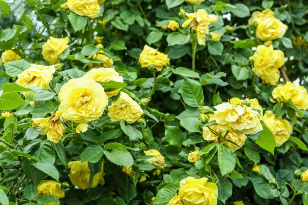 Lush Bush Blooming Roses Outdoors — Stock Photo, Image