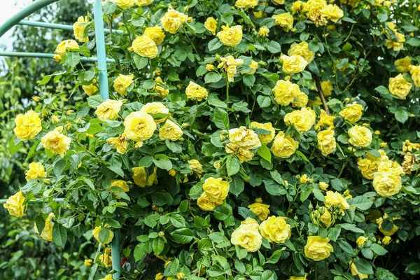 Lush Bush Blooming Roses Garden — Stock Photo, Image