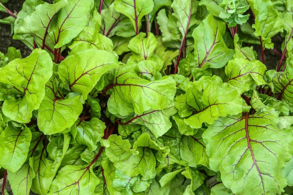 Field with beetroot leaves, closeup