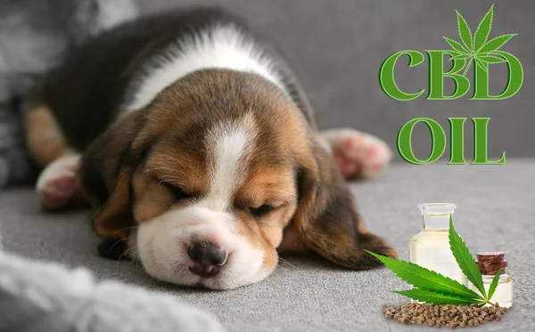 Banner with cute Beagle puppy and bottles of CBD oil