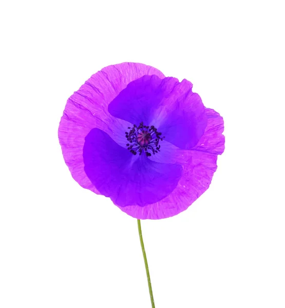 Красивый Фиолетовый Цветок Мака Белом Фоне — стоковое фото