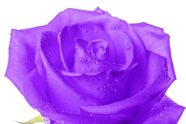 Schöne Violette Rose Auf Weißem Hintergrund Nahaufnahme — Stockfoto