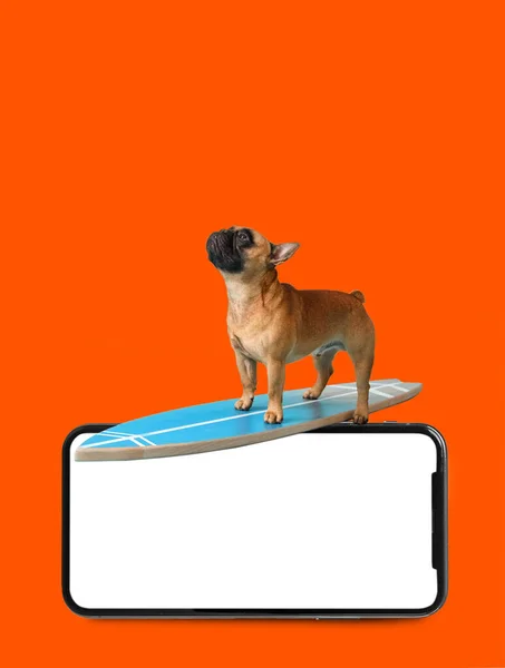 Lindo Bulldog Francés Con Tabla Surf Gran Teléfono Móvil Con — Foto de Stock