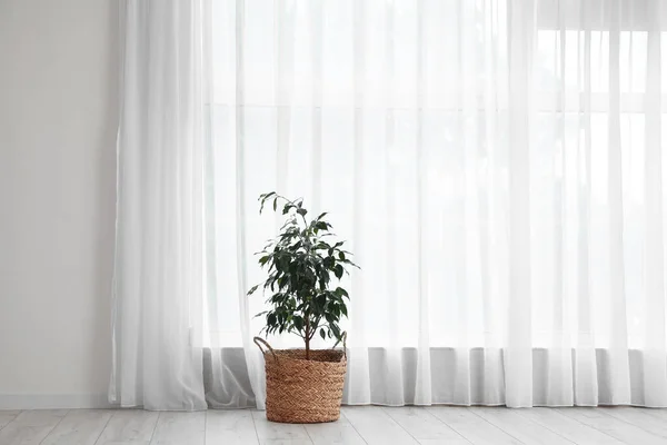 Ficus tree near light curtains in room