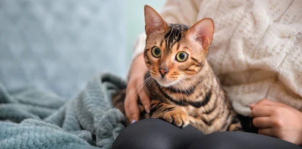Owner Cute Bengal Cat Home — Zdjęcie stockowe