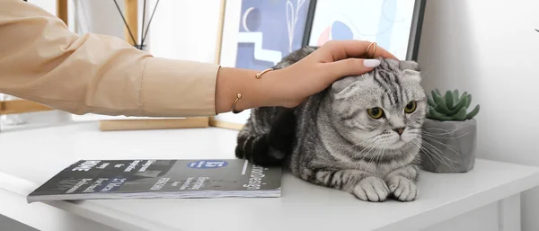 Young Woman Stroking Cute Scottish Fold Cat Home — Zdjęcie stockowe