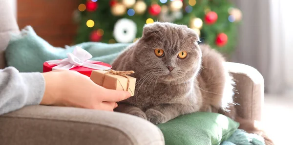 Cute Scottish Fold Cat Owner Gift Home Christmas Eve — Stockfoto
