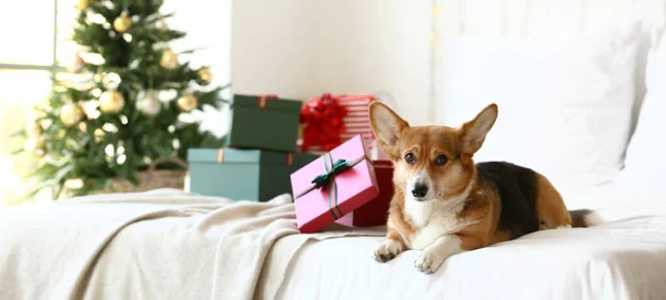 Cute Corgi Dog Christmas Gifts Bedroom — Stock Photo, Image