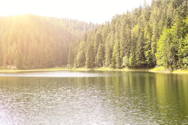 Ландшафт Озером Зеленом Лесу Солнечный День — стоковое фото