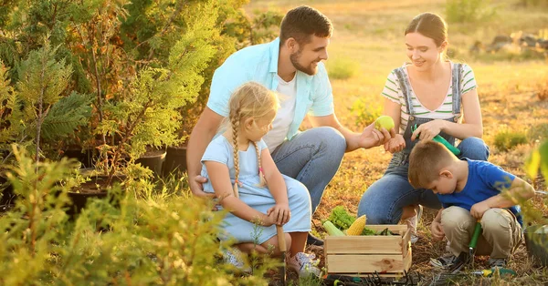 Young family gathering harvest in garden