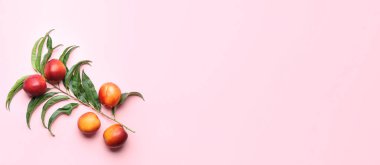 Pembe arkaplanda taze şeftaliler ve metin için boşluk