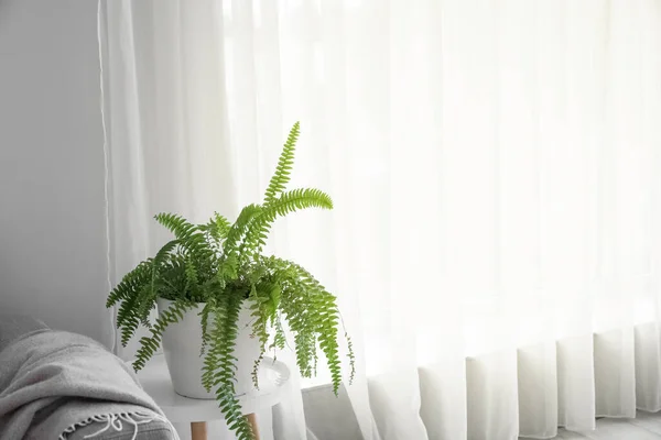 Table Houseplant Light Curtain Room — 图库照片