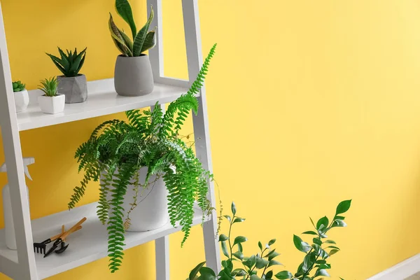 Unidade Prateleira Com Plantas Sala Perto Parede Amarela — Fotografia de Stock